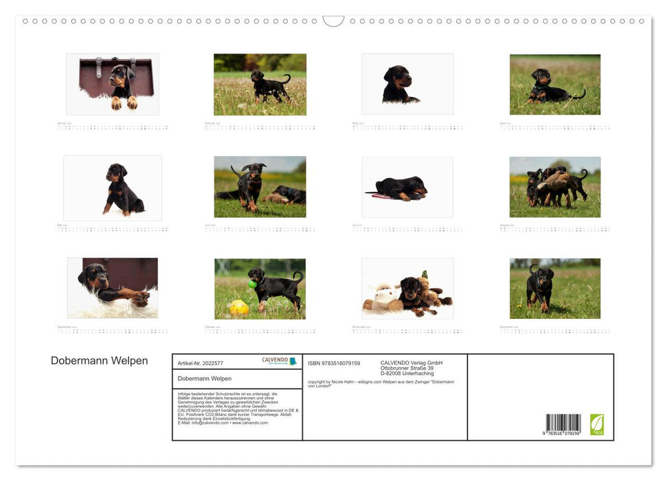 Dobermann Welpen (CALVENDO Wandkalender 2026)