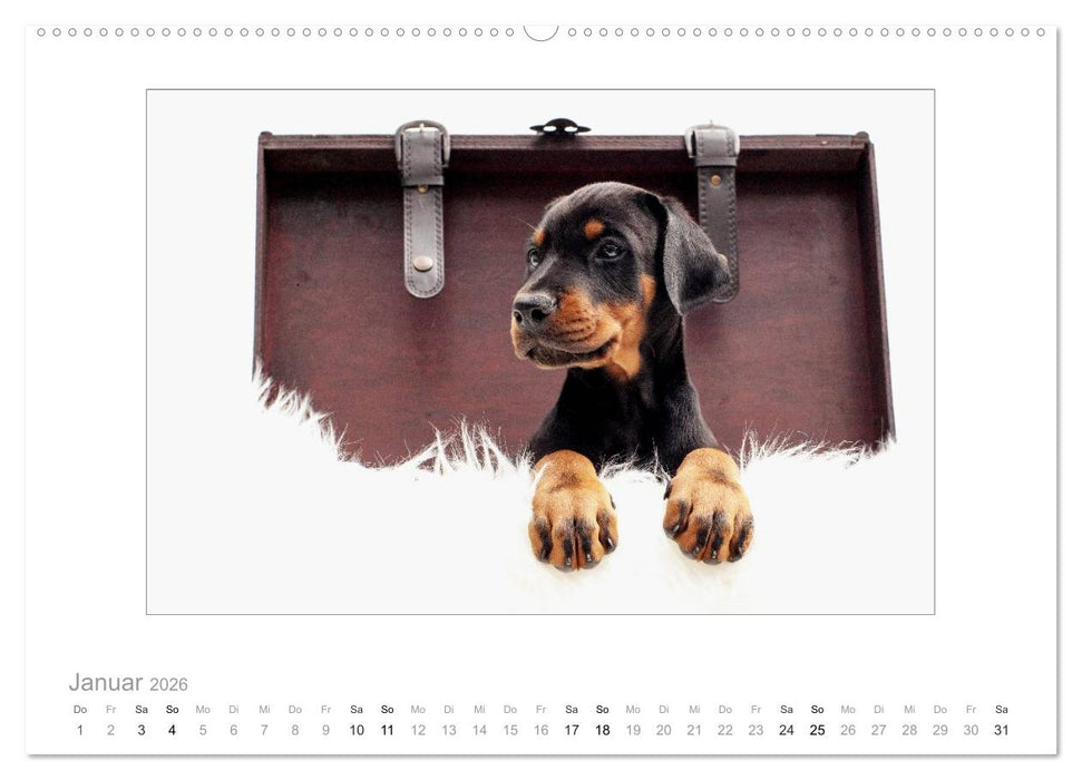 Dobermann Welpen (CALVENDO Wandkalender 2026)