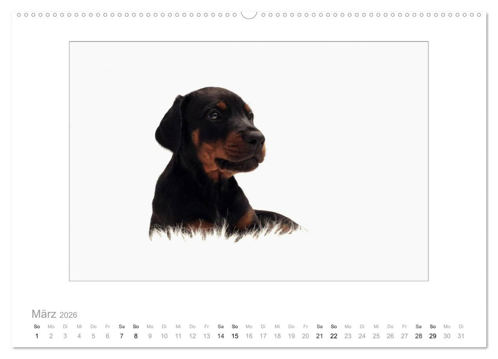 Dobermann Welpen (CALVENDO Wandkalender 2026)