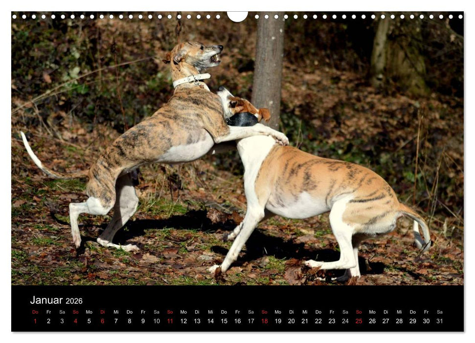 Whippets in Aktion (CALVENDO Wandkalender 2026)
