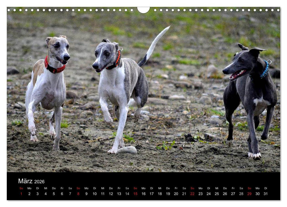 Whippets in Aktion (CALVENDO Wandkalender 2026)