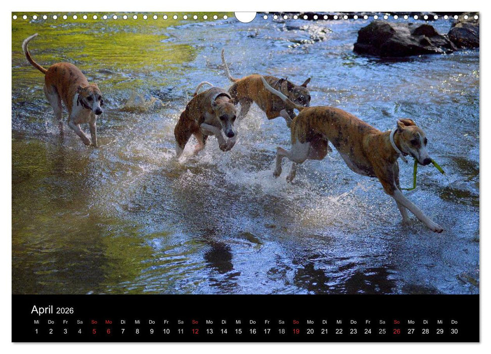 Whippets in Aktion (CALVENDO Wandkalender 2026)