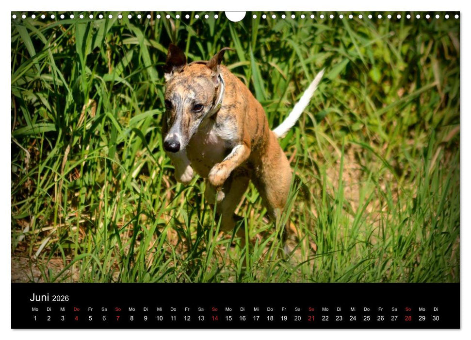 Whippets in Aktion (CALVENDO Wandkalender 2026)