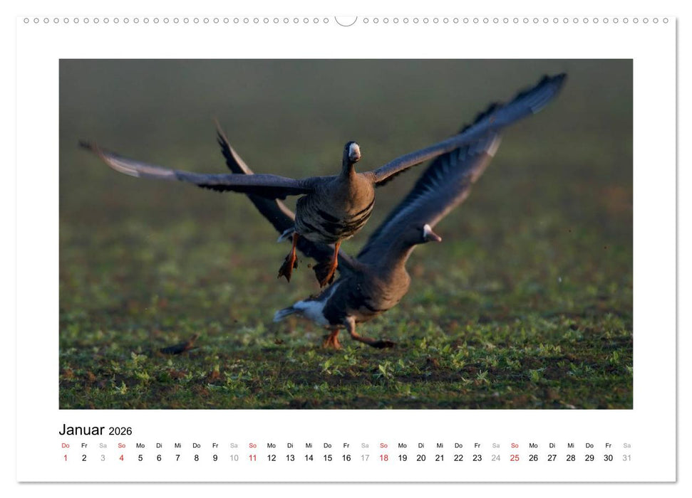 Geschnatter - Enten und Gänse in Deutschland (CALVENDO Premium Wandkalender 2026)