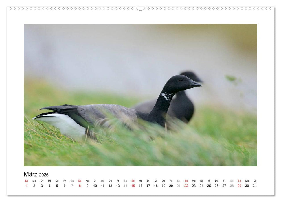 Geschnatter - Enten und Gänse in Deutschland (CALVENDO Premium Wandkalender 2026)