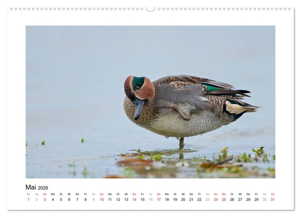 Geschnatter - Enten und Gänse in Deutschland (CALVENDO Premium Wandkalender 2026)