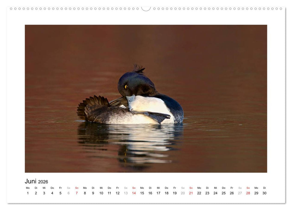 Geschnatter - Enten und Gänse in Deutschland (CALVENDO Premium Wandkalender 2026)