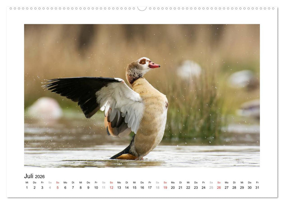 Geschnatter - Enten und Gänse in Deutschland (CALVENDO Premium Wandkalender 2026)