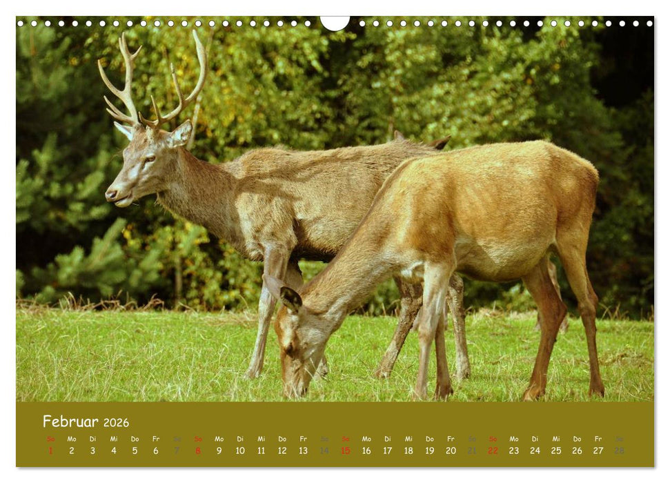 Begegnungen. DER HIRSCH (CALVENDO Wandkalender 2026)