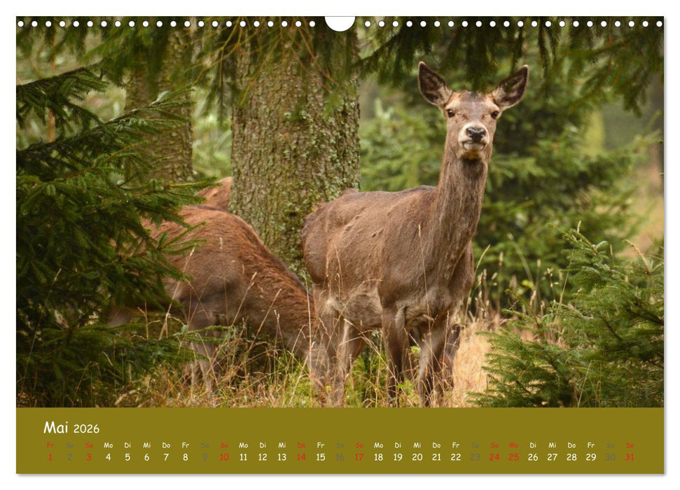 Begegnungen. DER HIRSCH (CALVENDO Wandkalender 2026)