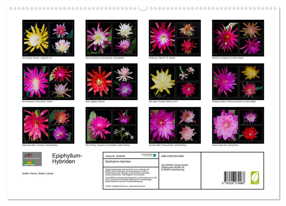 Epiphyllum-Hybriden (CALVENDO Premium Wandkalender 2026)