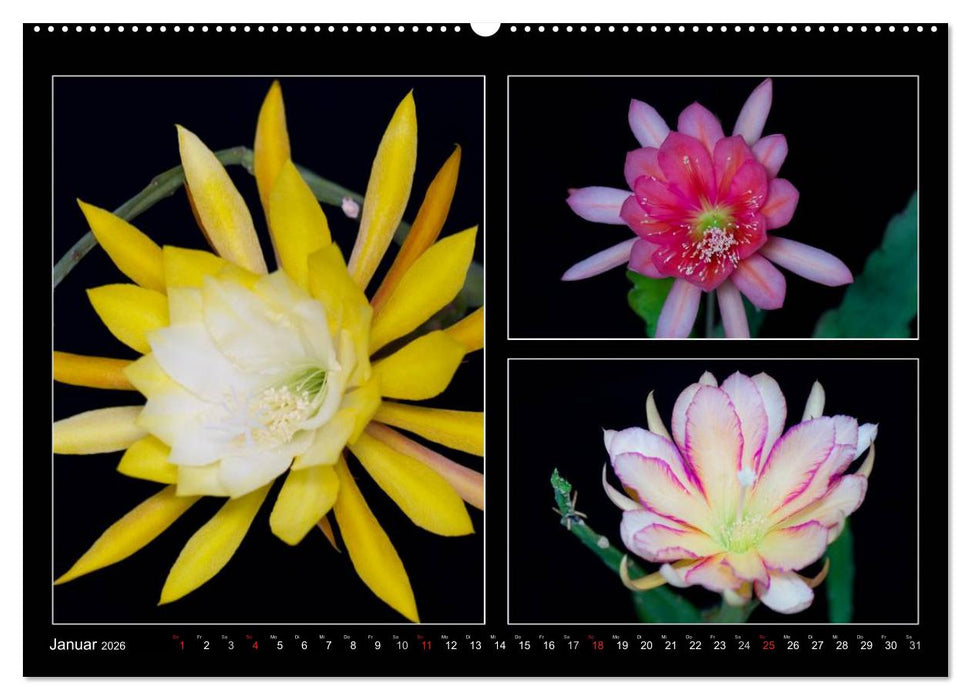 Epiphyllum-Hybriden (CALVENDO Premium Wandkalender 2026)