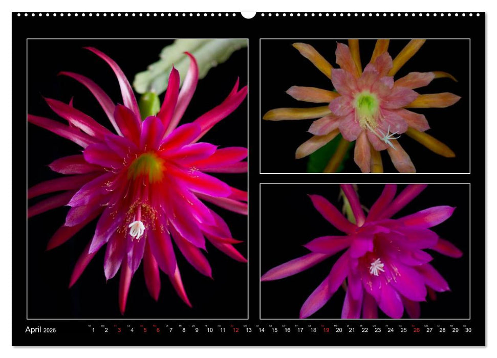 Epiphyllum-Hybriden (CALVENDO Premium Wandkalender 2026)