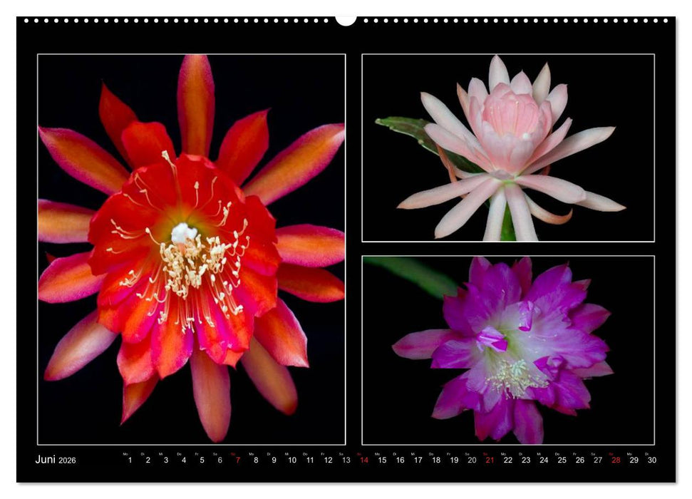Epiphyllum-Hybriden (CALVENDO Premium Wandkalender 2026)