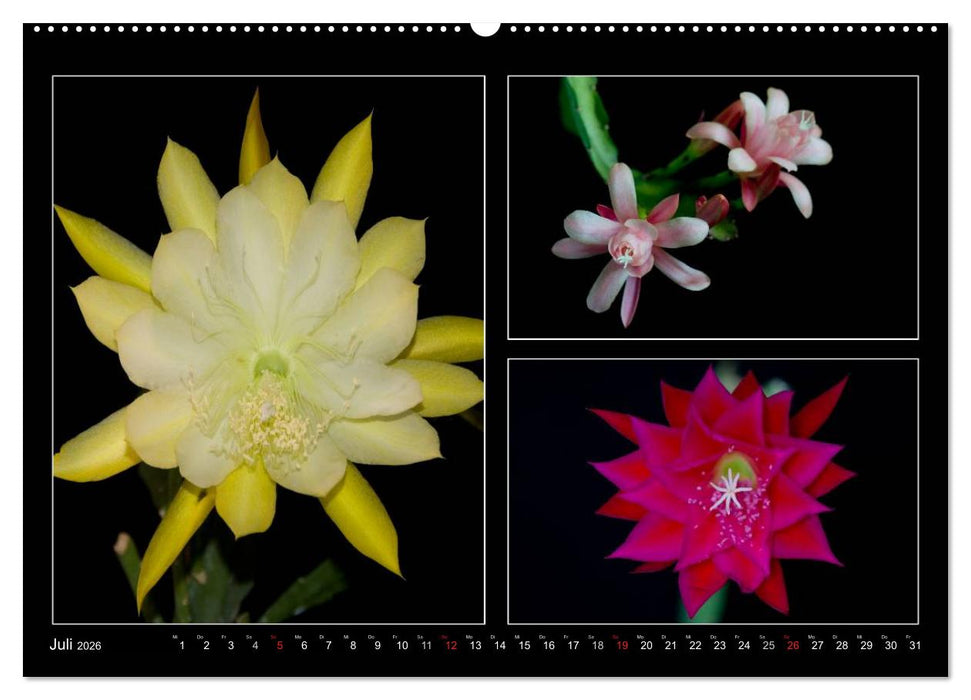 Epiphyllum-Hybriden (CALVENDO Premium Wandkalender 2026)