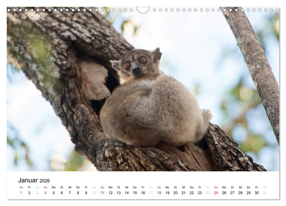 Traumwelt Madagaskar (CALVENDO Wandkalender 2026)