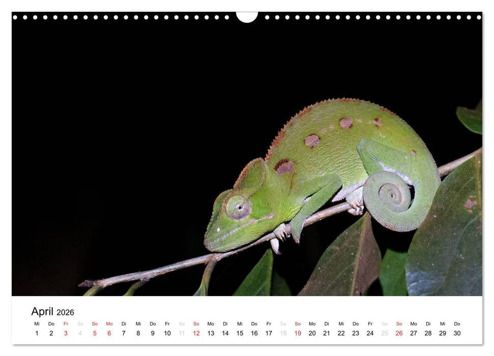 Traumwelt Madagaskar (CALVENDO Wandkalender 2026)