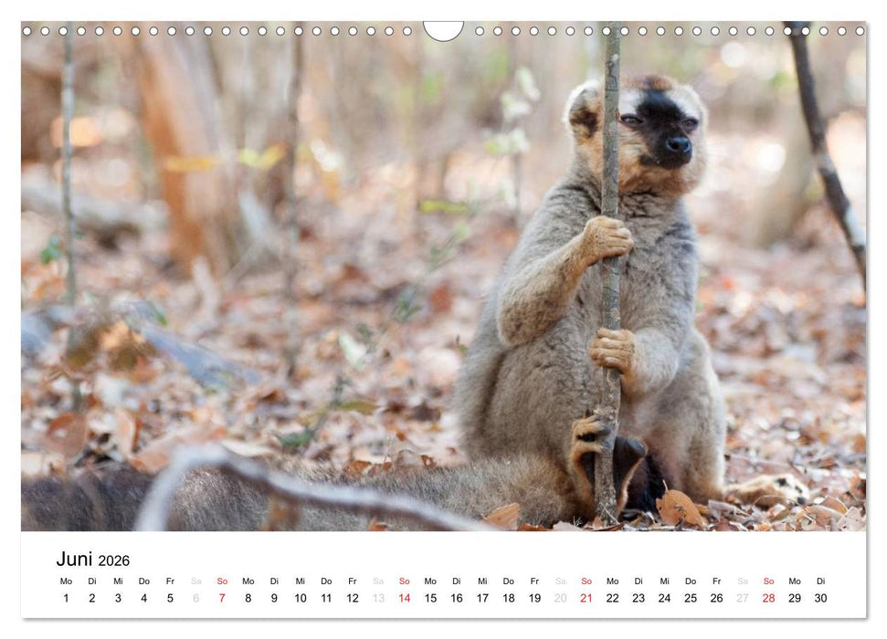 Traumwelt Madagaskar (CALVENDO Wandkalender 2026)