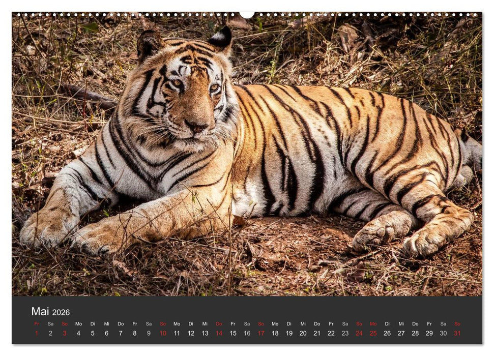 Indien 2026 Tempel, Tiger und Paläste (CALVENDO Premium Wandkalender 2026)