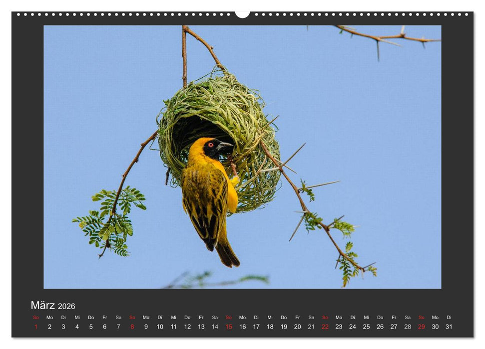 Facetten Namibias (CALVENDO Premium Wandkalender 2026)