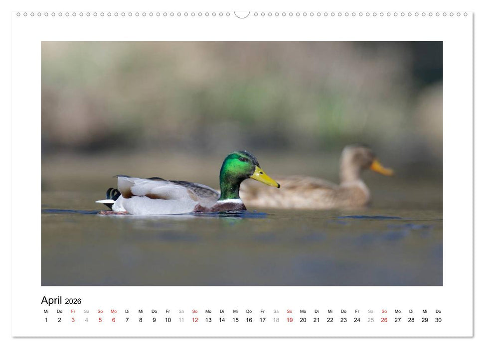 Geschnatter - Enten und Gänse in Deutschland (CALVENDO Wandkalender 2026)