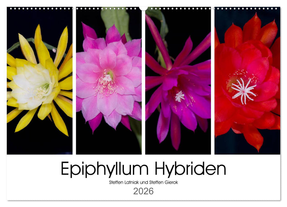 Epiphyllum-Hybriden (CALVENDO Wandkalender 2026)