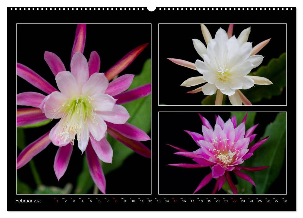 Epiphyllum-Hybriden (CALVENDO Wandkalender 2026)