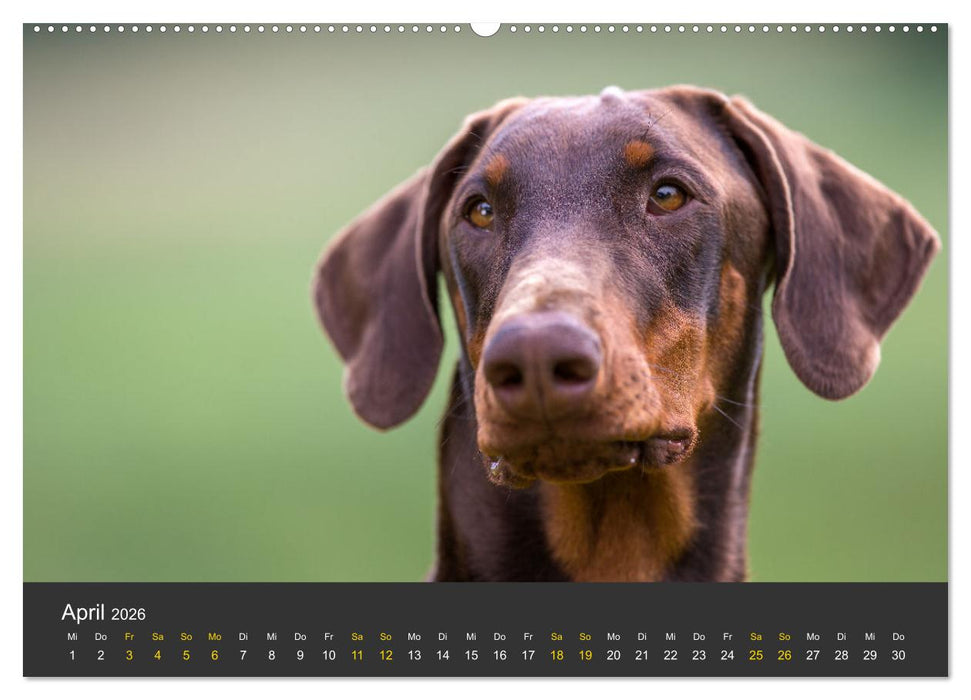 Dobermann 2026 (CALVENDO Premium Wandkalender 2026)