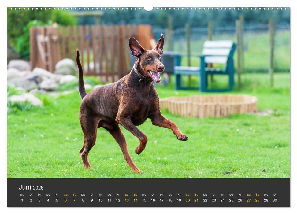 Dobermann 2026 (CALVENDO Premium Wandkalender 2026)