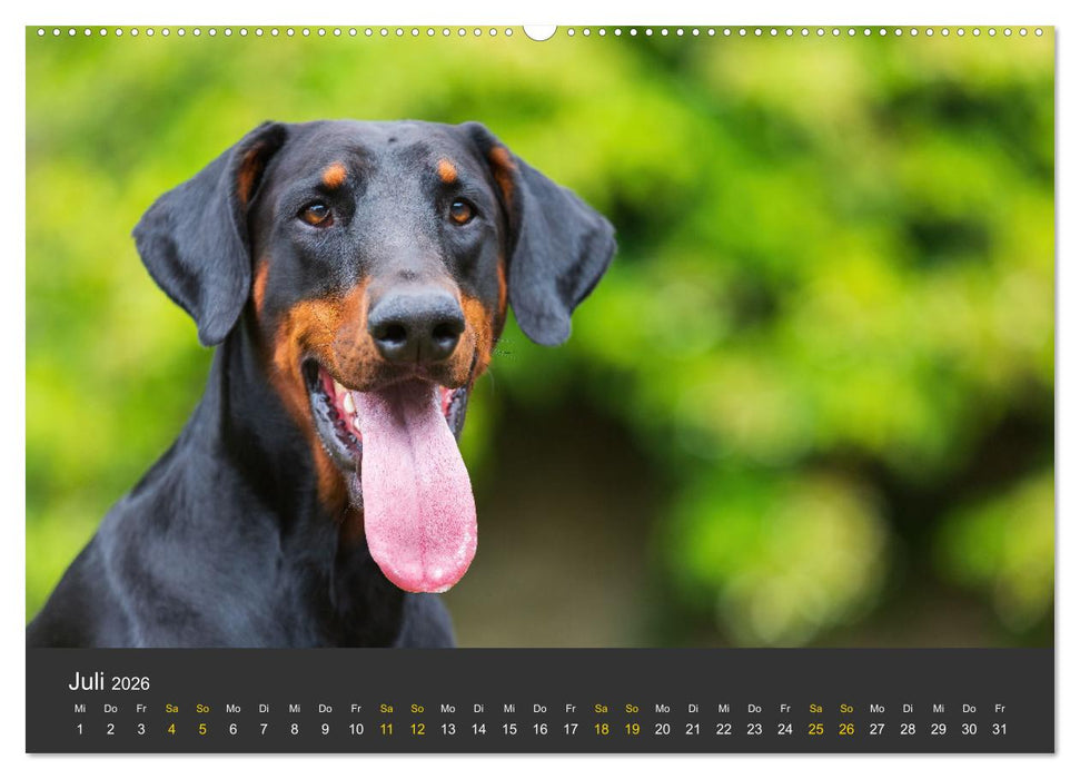 Dobermann 2026 (CALVENDO Premium Wandkalender 2026)