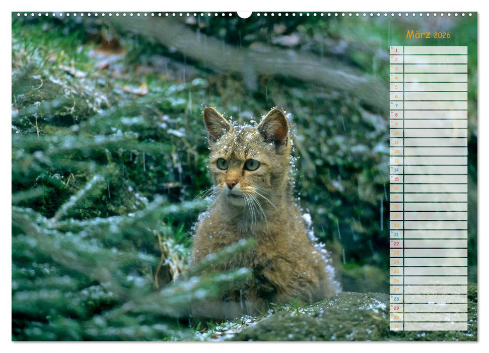 Tiere des Waldes (CALVENDO Premium Wandkalender 2026)