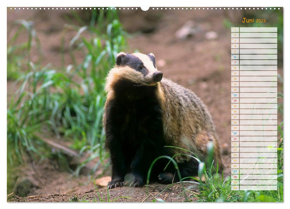 Tiere des Waldes (CALVENDO Premium Wandkalender 2026)