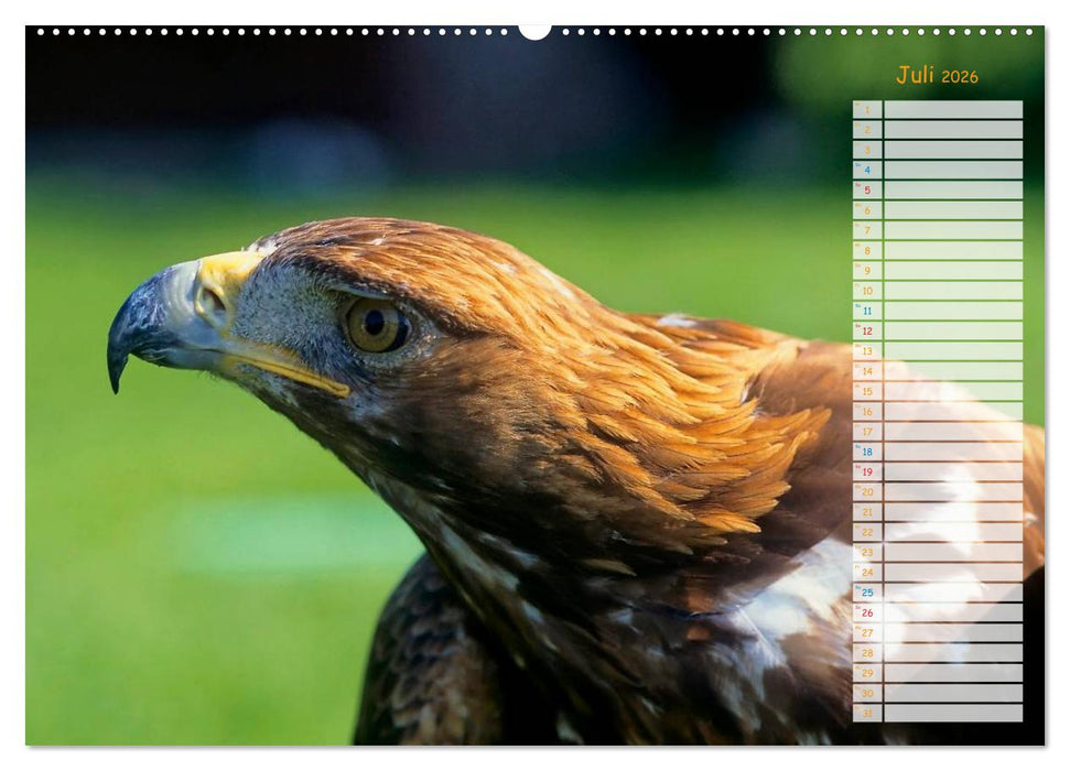 Tiere des Waldes (CALVENDO Premium Wandkalender 2026)