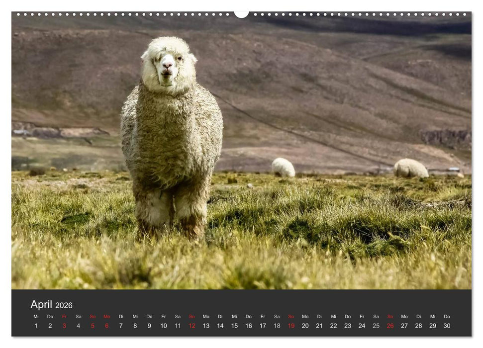 Peru 2026 Im Land des Kondors (CALVENDO Wandkalender 2026)