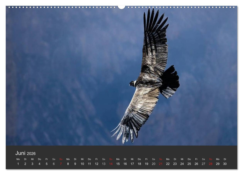 Peru 2026 Im Land des Kondors (CALVENDO Wandkalender 2026)