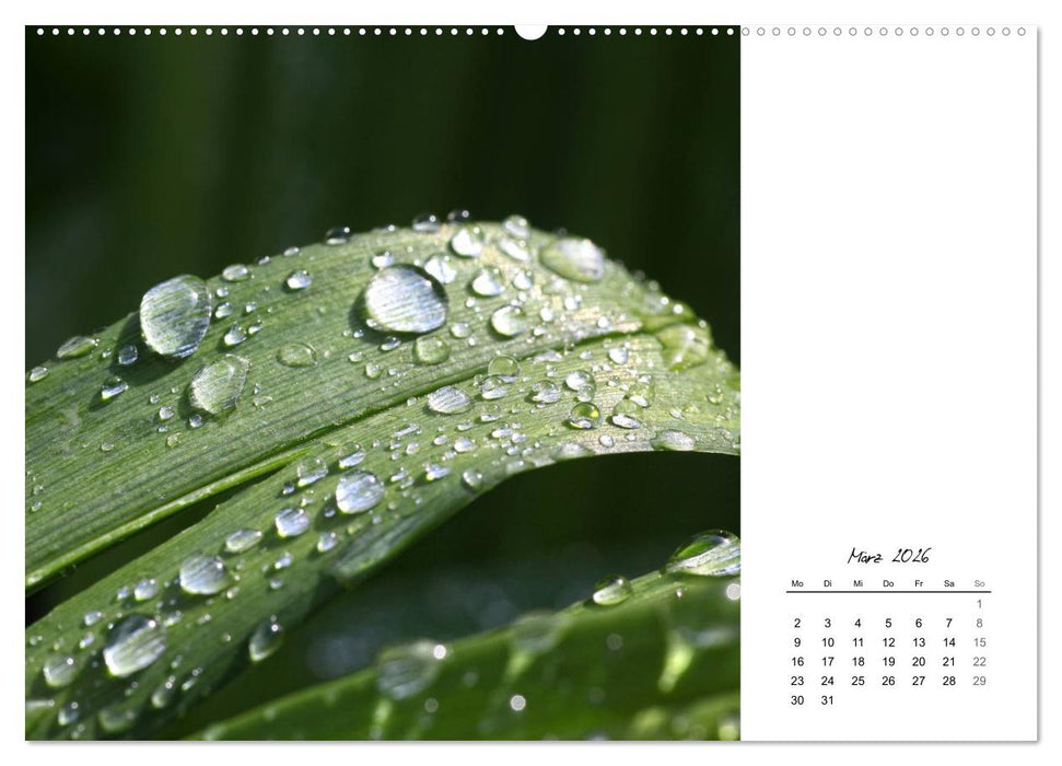 Blattkunst (CALVENDO Premium Wandkalender 2026)
