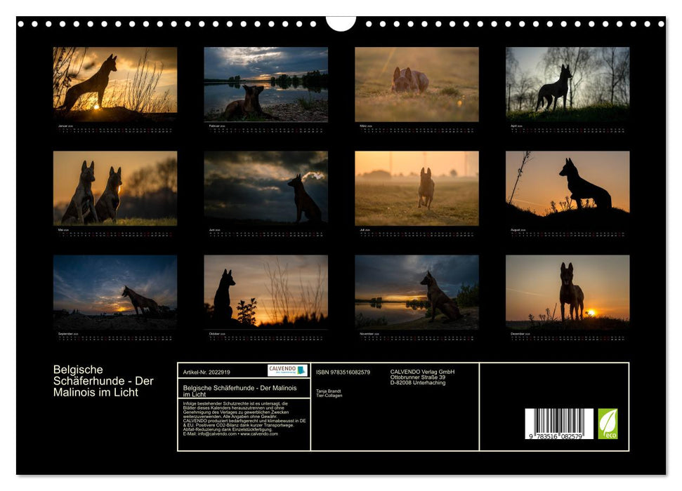 Belgische Schäferhunde - Der Malinois im Licht (CALVENDO Wandkalender 2026)