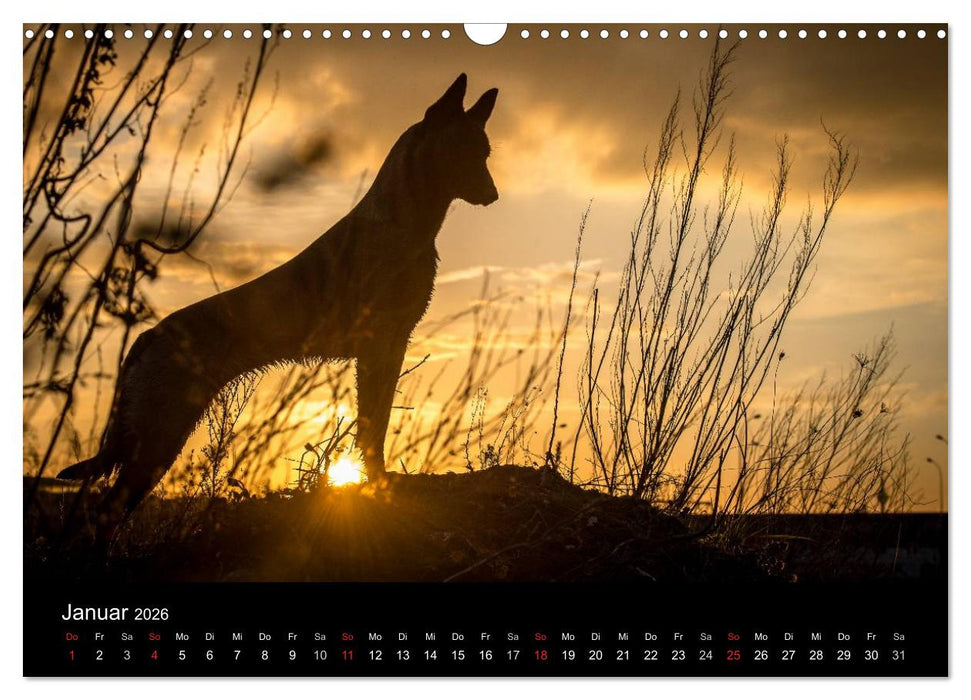 Belgische Schäferhunde - Der Malinois im Licht (CALVENDO Wandkalender 2026)