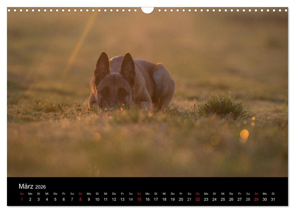 Belgische Schäferhunde - Der Malinois im Licht (CALVENDO Wandkalender 2026)
