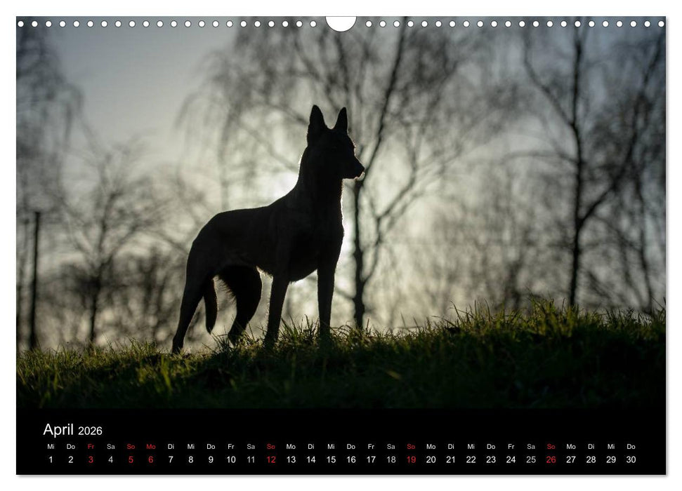 Belgische Schäferhunde - Der Malinois im Licht (CALVENDO Wandkalender 2026)