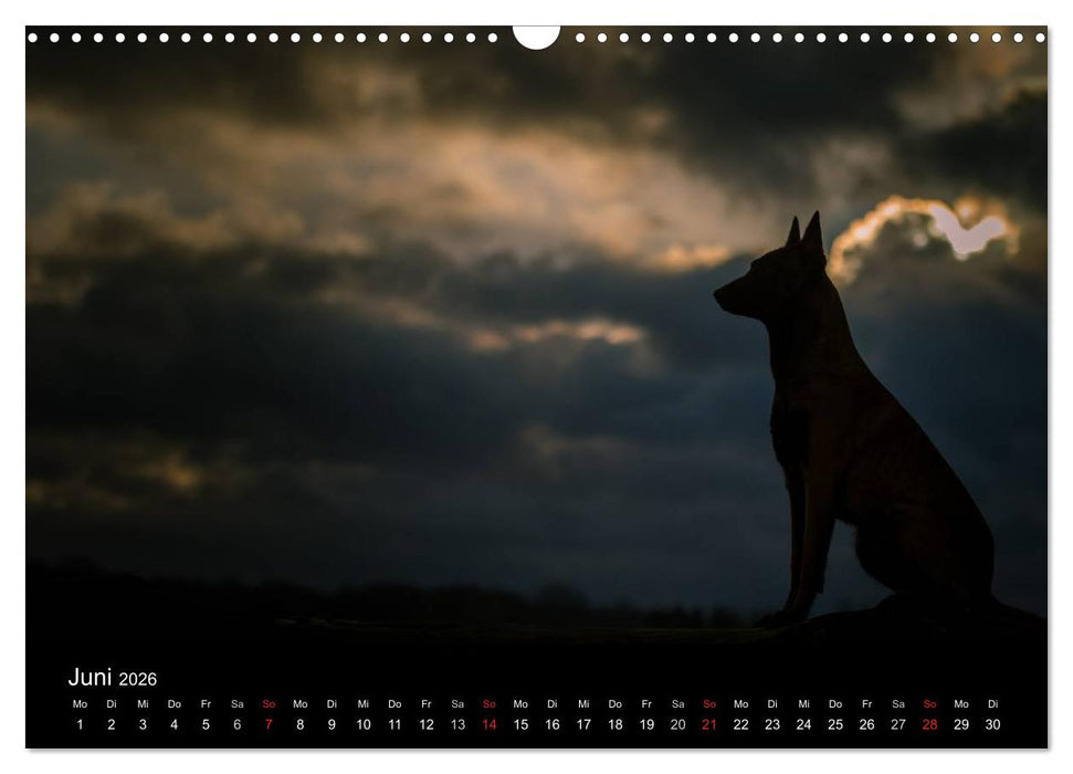 Belgische Schäferhunde - Der Malinois im Licht (CALVENDO Wandkalender 2026)