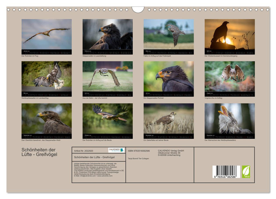 Schönheiten der Lüfte - Greifvögel (CALVENDO Wandkalender 2026)