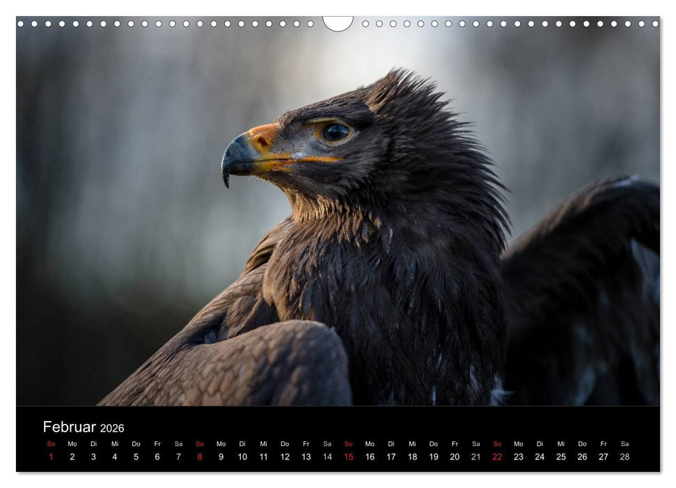 Schönheiten der Lüfte - Greifvögel (CALVENDO Wandkalender 2026)