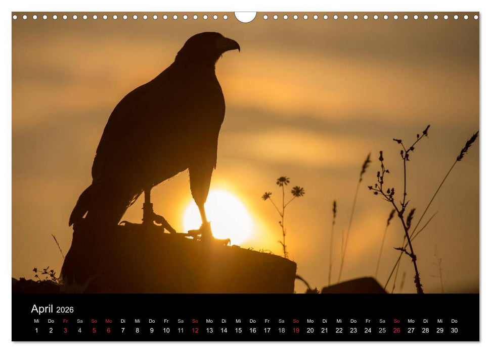 Schönheiten der Lüfte - Greifvögel (CALVENDO Wandkalender 2026)
