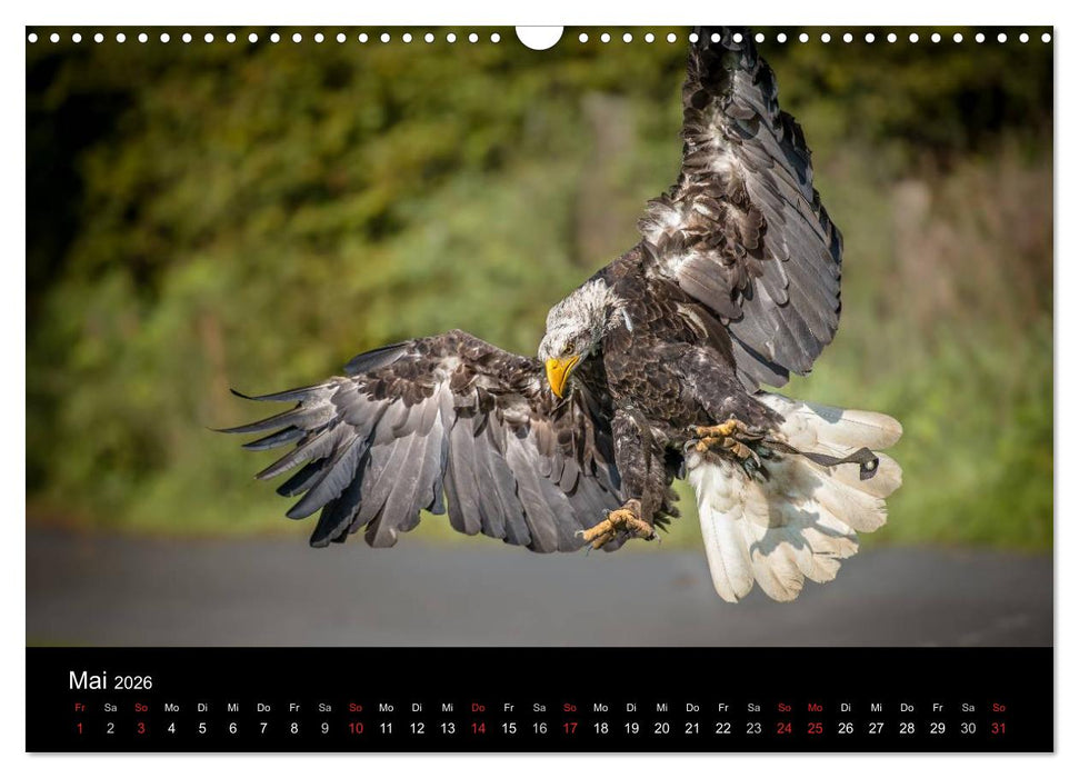 Schönheiten der Lüfte - Greifvögel (CALVENDO Wandkalender 2026)