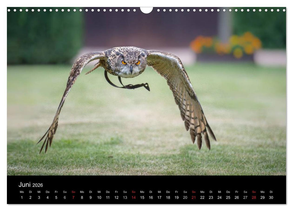 Schönheiten der Lüfte - Greifvögel (CALVENDO Wandkalender 2026)