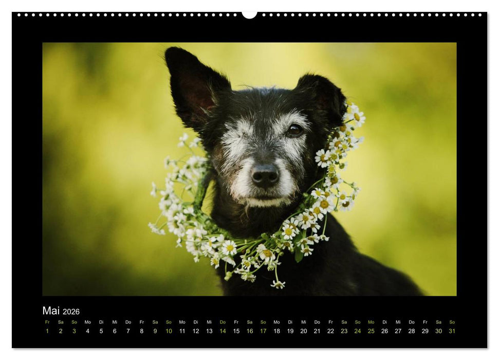 MIXlinge (CALVENDO Premium Wandkalender 2026)