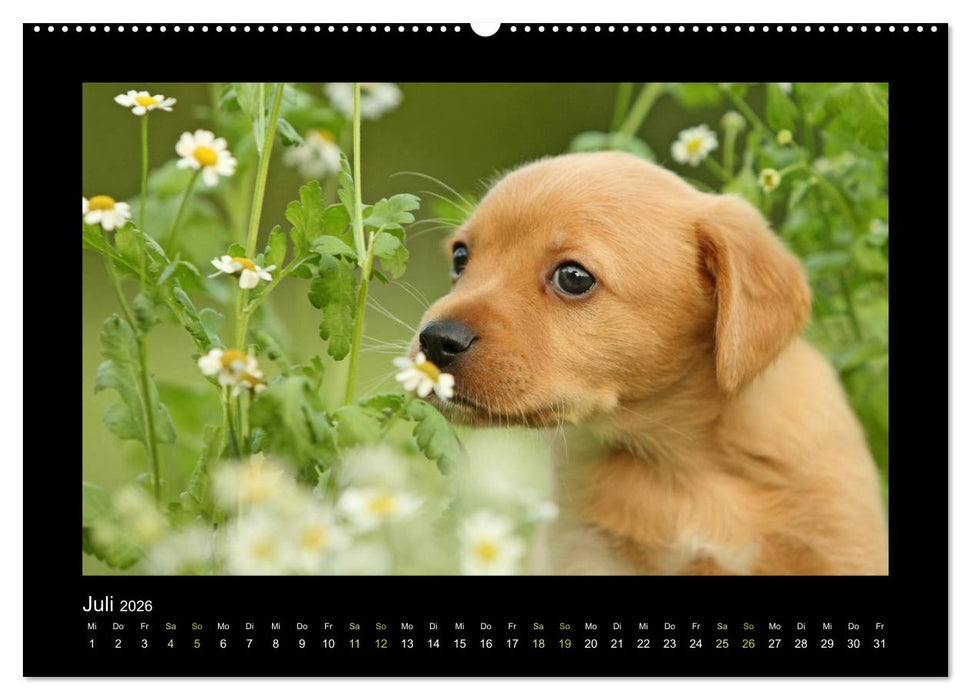 Allerlei Hundekinder (CALVENDO Premium Wandkalender 2026)