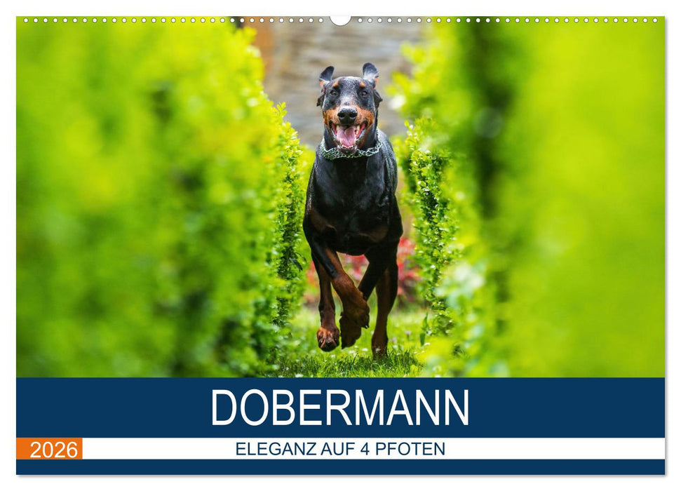 Dobermann 2026 (CALVENDO Wandkalender 2026)