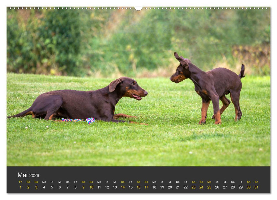 Dobermann 2026 (CALVENDO Wandkalender 2026)